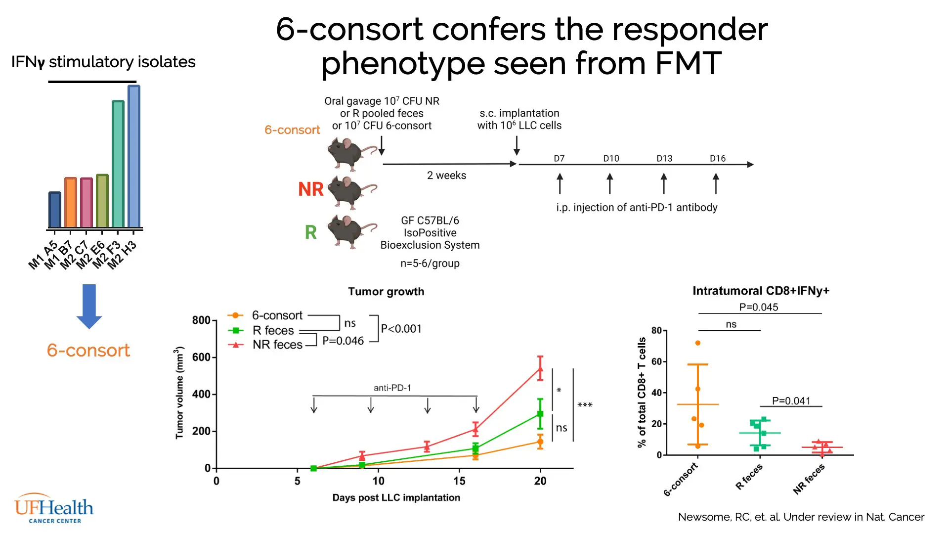 Data demonstrating the action of 6 Bacteroides species in replicating the ICI responder phenotype in mice with respect to tumor growth and intratumoral CD8+ IFNγ + response